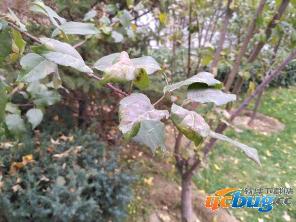 《锤子M1L》怎么样