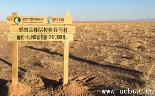 《支付宝》蚂蚁森林种下的树会刻上我的名字吗
