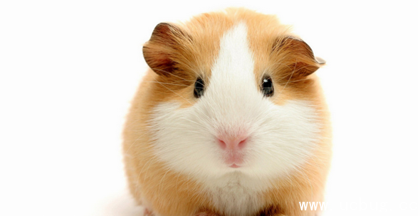 《阴阳师》镰鼬信物线索图片是什么