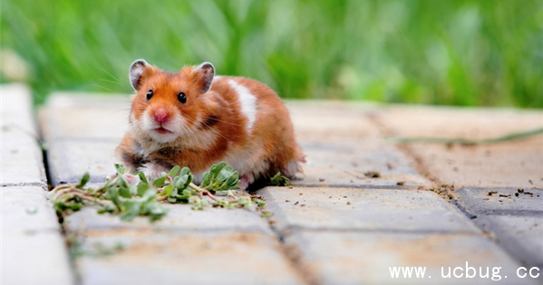 《阴阳师》镰鼬信物线索图片是什么