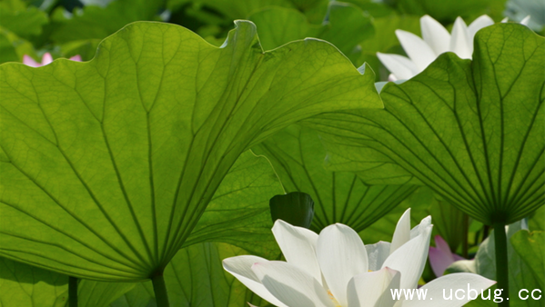 《阴阳师》河童信物线索图片是什么