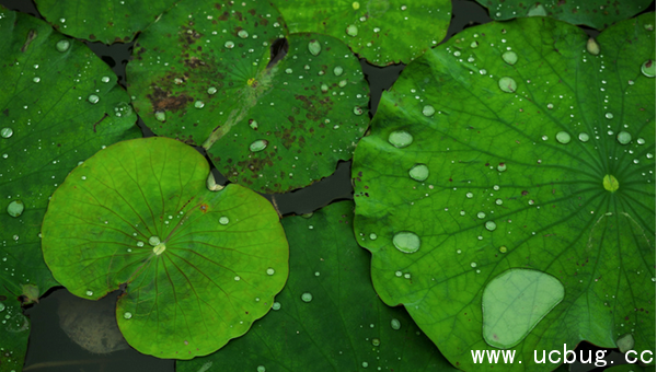 《阴阳师》河童信物线索图片是什么