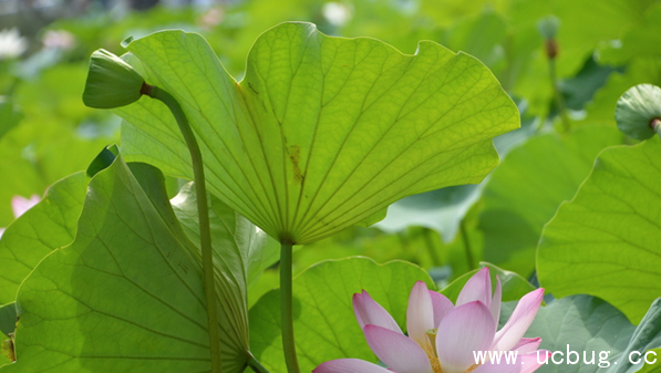 《阴阳师》河童信物线索图片是什么