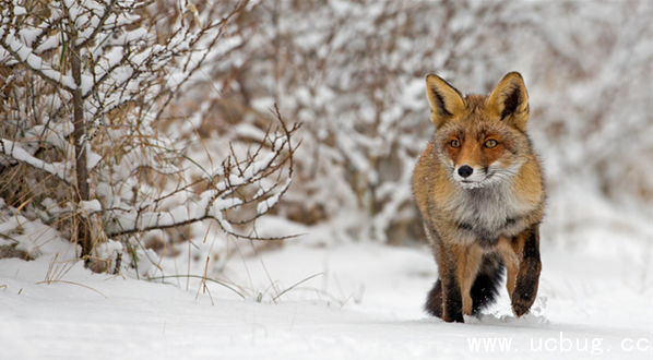 《阴阳师》妖狐信物线索图片是什么 《阴阳师》妖狐信物线索图片是什么