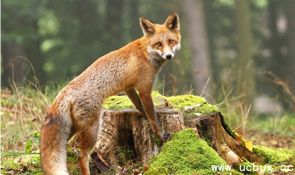 《阴阳师》妖狐信物线索图片是什么 《阴阳师》妖狐信物线索图片是什么