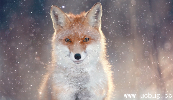 《阴阳师》妖狐信物线索图片是什么 《阴阳师》妖狐信物线索图片是什么