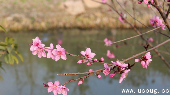 《阴阳师》桃花妖信物线索图片是什么