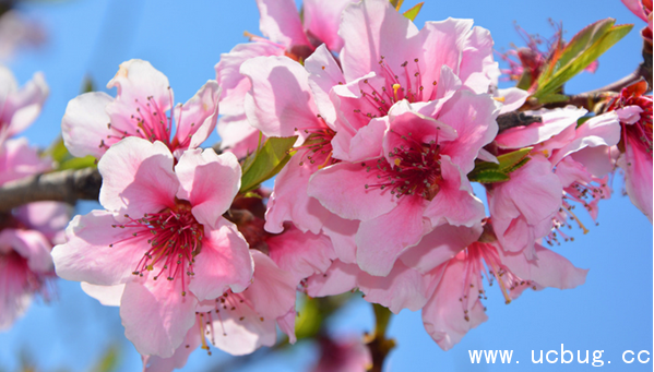 《阴阳师》桃花妖信物线索图片是什么