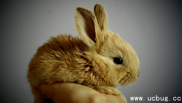 《阴阳师》山兔信物线索图片是什么