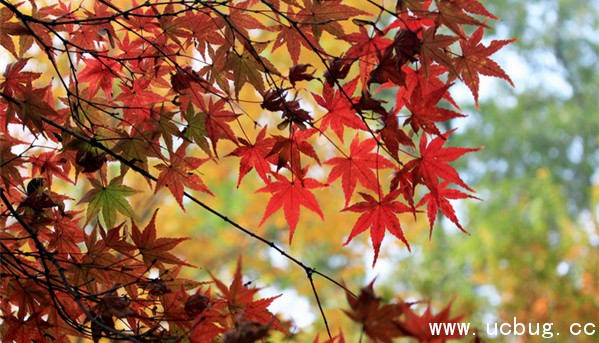 《阴阳师》鬼女红叶信物线索图片是什么 《阴阳师》鬼女红叶信物线索图片是什么
