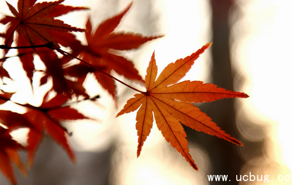 《阴阳师》鬼女红叶信物线索图片是什么 《阴阳师》鬼女红叶信物线索图片是什么