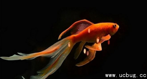 《阴阳师》金鱼姬信物图片是什么