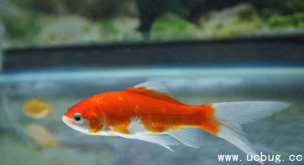 《阴阳师》金鱼姬信物图片是什么