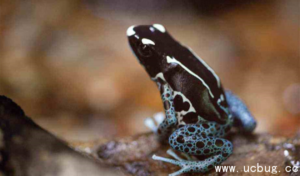 《阴阳师》青蛙瓷器信物图片是什么