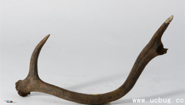 《阴阳师》茨木童子信物线索图片是什么 《阴阳师》茨木童子信物线索图片是什么