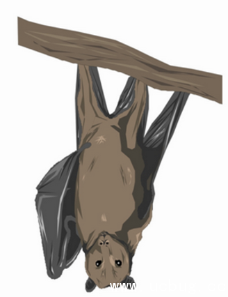 《阴阳师》吸血姬信物线索图片是什么 《阴阳师》吸血姬信物线索图片是什么