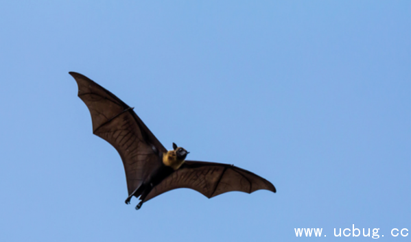 《阴阳师》吸血姬信物线索图片是什么 《阴阳师》吸血姬信物线索图片是什么
