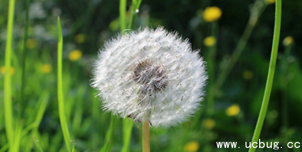 《阴阳师》莹草信物线索图片是什么 《阴阳师》莹草信物线索图片是什么