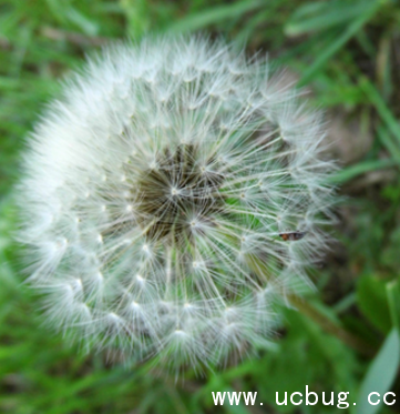 《阴阳师》莹草信物线索图片是什么 《阴阳师》莹草信物线索图片是什么