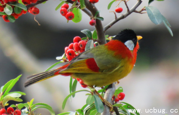 《阴阳师》鸩信物线索图片是什么
