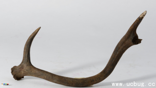 《阴阳师》一目连信物线索图片是什么 《阴阳师》一目连信物线索图片是什么