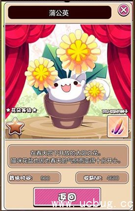 猫咪花盆蒲公英