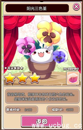 猫咪花盆阳光三色堇